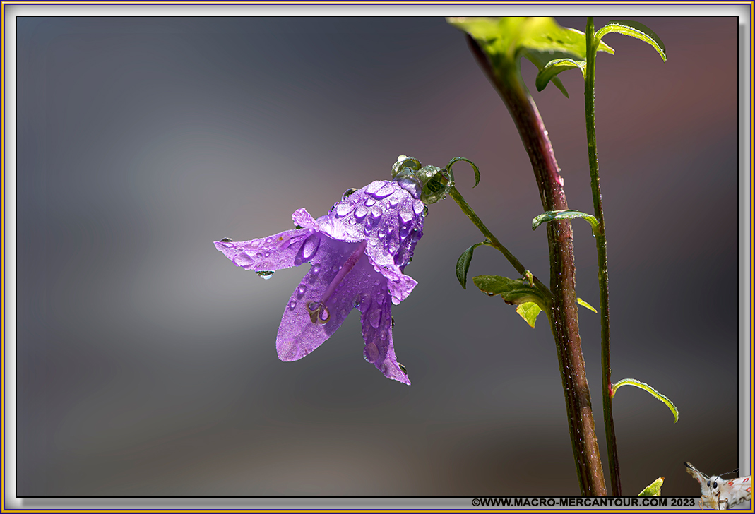 Campanules